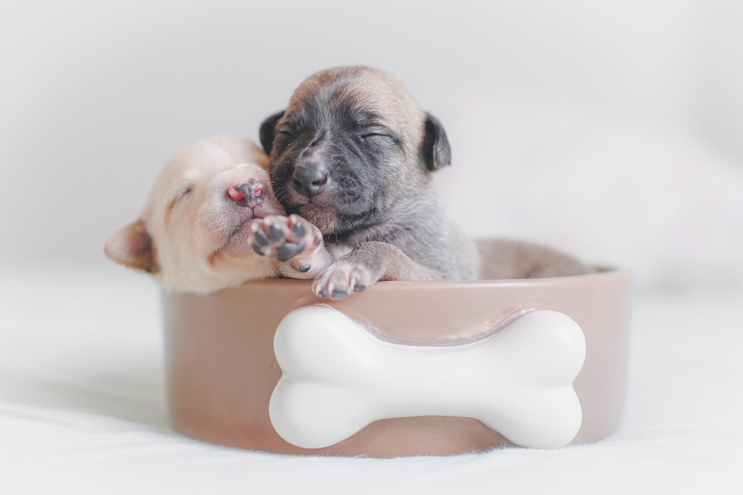 two puppies on brown pet bowl